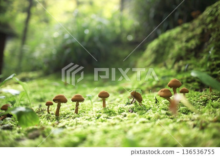 Mushrooms that grow in the moss Mushrooms that grow in the moss 136536755