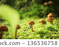在苔蘚中生長的蘑菇 136536758