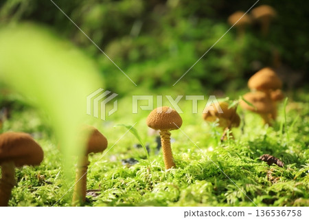 在苔蘚中生長的蘑菇 136536758