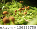 在苔蘚中生長的蘑菇 136536759