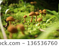 在苔蘚中生長的蘑菇 136536760