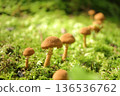 在苔蘚中生長的蘑菇 136536762