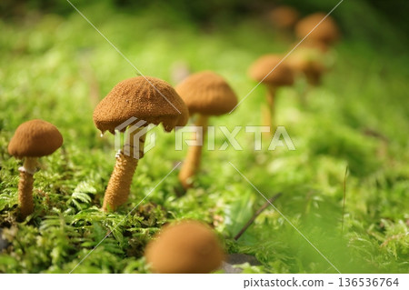 Mushrooms that grow in the moss Mushrooms that grow in the moss 136536764