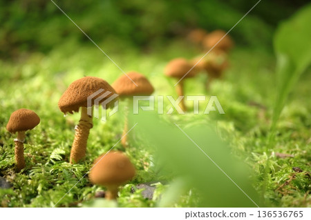 在苔蘚中生長的蘑菇 136536765