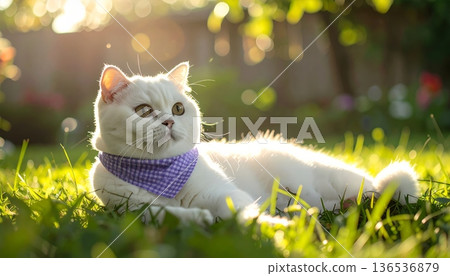 White Scottish Fold Cat with Purple Gingham Bandana White Scottish Fold Cat with Purple Gingham Bandana 136536879