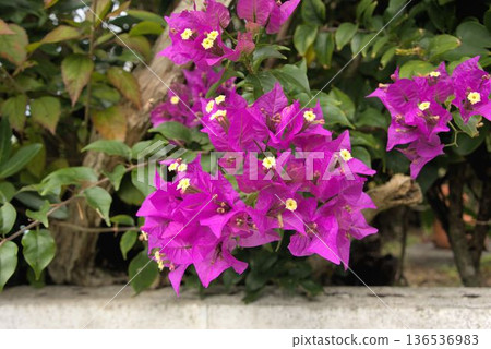 三角梅,一種熱帶花卉 三角梅,一種熱帶花卉 136536983