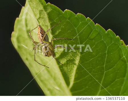 一隻蜘蛛在樹葉上等待獵物 136537110