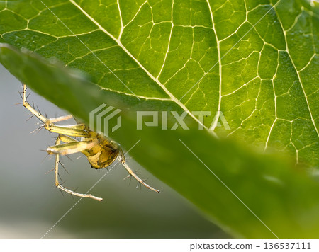葉子上的山貓蜘蛛 136537111