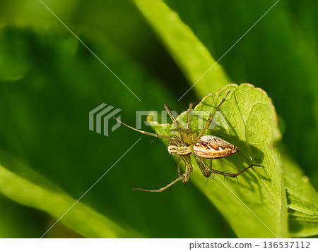 一隻猞猁蜘蛛棲息在葉子上 一隻猞猁蜘蛛棲息在葉子上 136537112