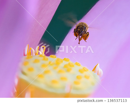 蜜蜂在荷花瓣上飛翔 蜜蜂在荷花瓣上飛翔 136537113