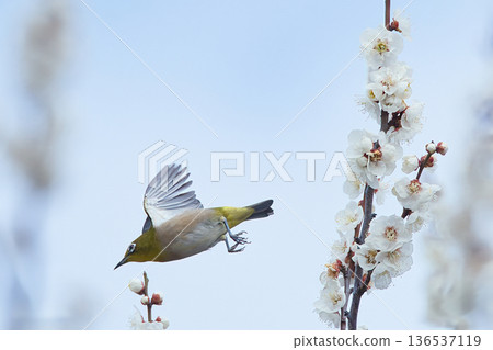 白眼鳥在梅花叢中飛舞 136537119