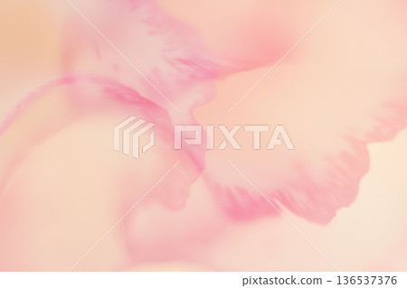 溫暖的粉彩色調（粉紅色/橙色）背景，巧妙地利用了花朵的邊緣。 136537376