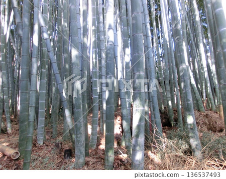 Bamboo grove Bamboo grove 136537493