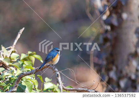 棲息在樹上的紅腹藍尾魚 棲息在樹上的紅腹藍尾魚 136537592