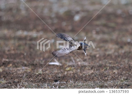 A pipit flying towards me A pipit flying towards me 136537593