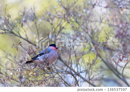 一隻紅腹灰雀棲息在樹枝上吃種子 136537597