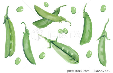 水彩插畫集:甜豌豆 水彩插畫集:甜豌豆 136537659