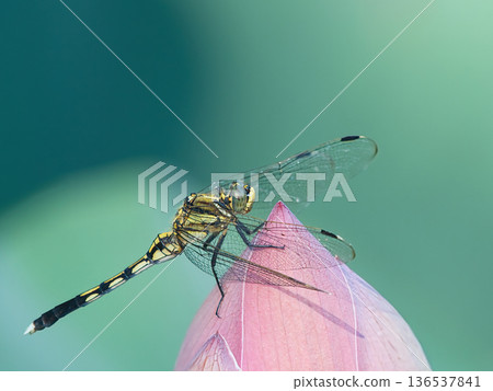 The dragonfly that fits in the lotus bud The dragonfly that fits in the lotus bud 136537841
