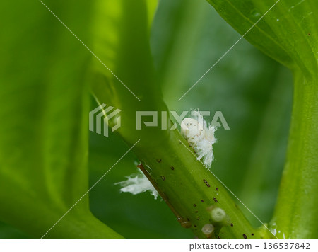 A flying fly resting on a leaf A flying fly resting on a leaf 136537842