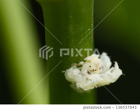 White-winged larva 136537843