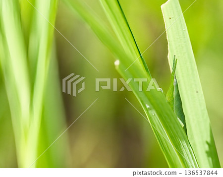 一隻蚱蜢停在竹葉上 136537844