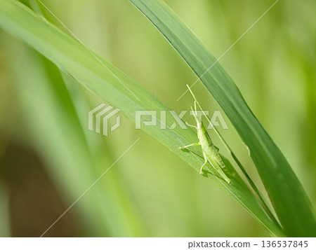 一隻蚱蜢停在草叢上 136537845