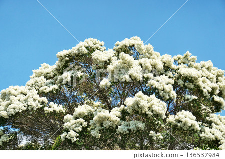 White tea tree flowers (summer, June) White tea tree flowers (summer, June) 136537984