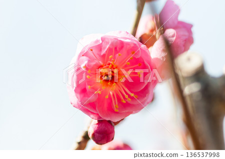 紅色李子開花的春天花 紅色李子開花的春天花 136537998