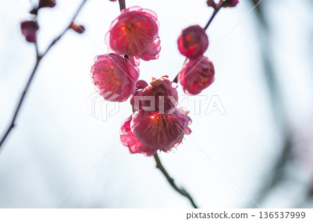 紅色李子開花的春天花 紅色李子開花的春天花 136537999
