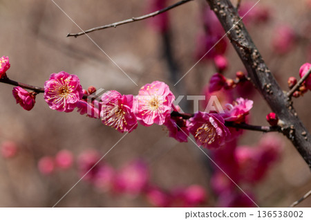 紅色李子開花的春天花 紅色李子開花的春天花 136538002