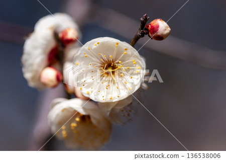 白花花 白花花 136538006