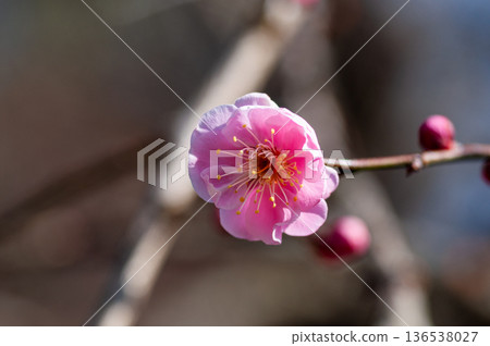 梅花告訴春天 136538027