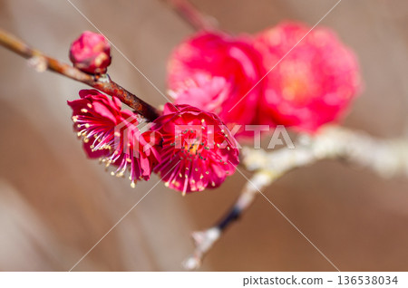 紅梅花 紅梅花 136538034