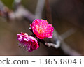 紅色李子開花的春天花 136538043