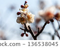 白梅花 136538045