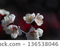 白梅花 136538046