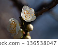 白梅花 136538047