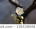 白梅花 136538048