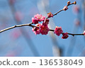 紅梅花 136538049