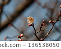 開始開花的李子花 136538050