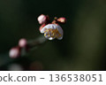 梅花告訴春天的到來 136538051