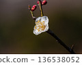 梅花 136538052