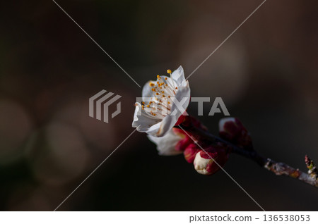 預示春天的白梅花 136538053