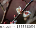 在早春的陽光下，梅花開始綻放。 136538054