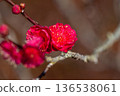 紅梅花 136538061