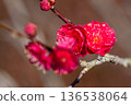 紅梅花 136538064