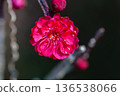 紅梅花 136538066