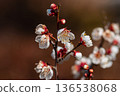 紅李子盛開在冬天的陽光下閃耀 136538068