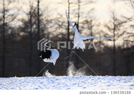 Two red-crowned cranes dancing 136538188