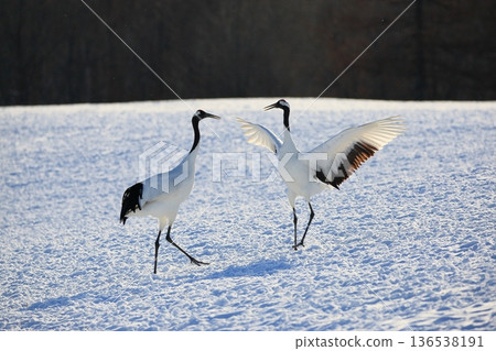 Red-crowned crane beloved 136538191